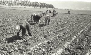 Bracero workers cultivate a field in Salinas, California.