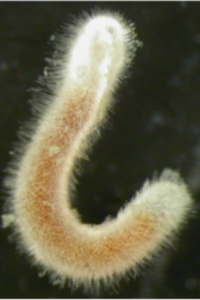 Aplacophora are worm-like mollusks characterized by their lack of shells and tiny units called calcareous spicules.