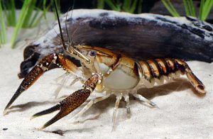 a crayfish