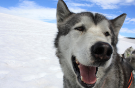 a sled dog, with its mouth open as if it's saying "Hey!"