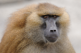 a Guinea baboon, gazing pensively into the distance