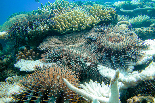Aggregation of crown-of-thorns starfish on the back of Keeper Reef.