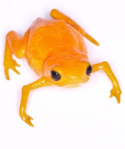 orange toad