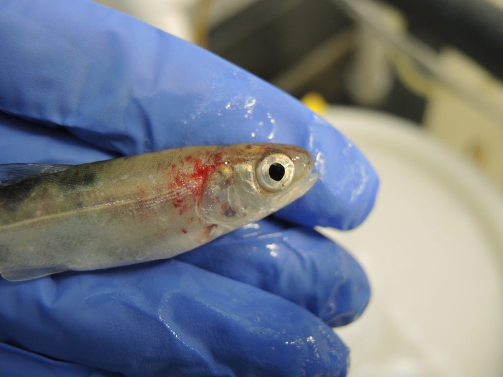 Juvenile sockeye salmon showing skin hemorrhages as a clinical sign of infection with infectious hematopoietic necrosis virus, or IHNV. Photo courtesy of U.S. Geological Survey.