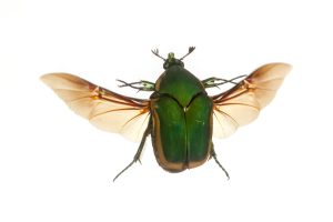 green June beetle