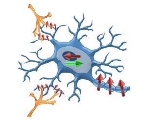 Schematic of a spin-based artificial neuron.