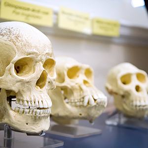 primate skulls