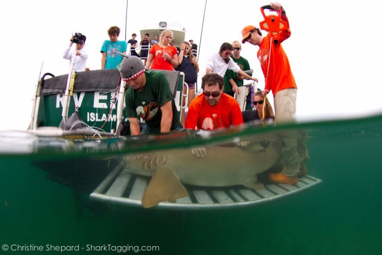 a group of scientists on a boat taking samples from a shark