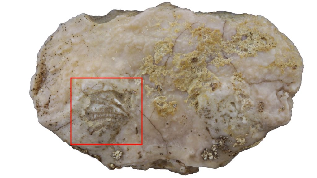 fossilized crab gills