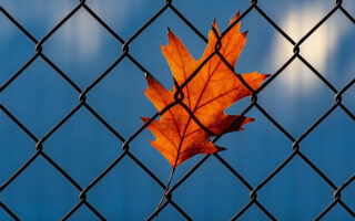 orange leaf stuck on a chain-link fence